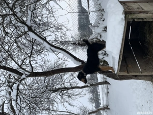 Vând cățelușă de vânătoare  - imagine 3