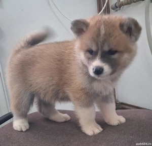 Catei Akita Inu - imagine 2