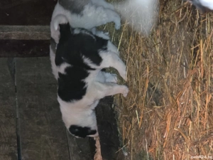 Catelusi asia centrala rasa pura  - imagine 2