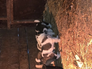 Catelusi asia centrala rasa pura  - imagine 3