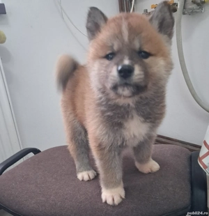 Catei Akita Inu - imagine 3