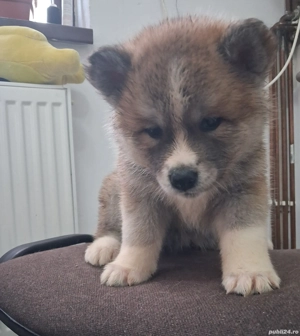 Catei Akita Inu - imagine 4