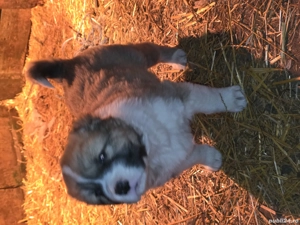 Catelusi asia centrala rasa pura  - imagine 5