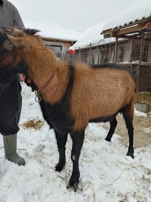 Vând Țap Alpin Francez  - imagine 3