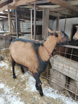 Vând Țap Alpin Francez  - imagine 5