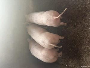 Grădini de vânzare 