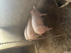 Grădini de vânzare  - imagine 3