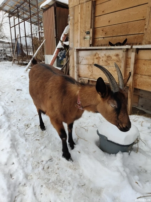 Vând Capră Gestantă Alpin Francez  - imagine 2