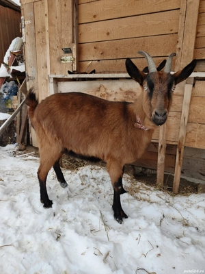 Vând Capră Gestantă Alpin Francez  - imagine 5