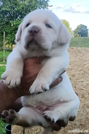 Baietel si Fetita Labrador cu Pedigre FCI - imagine 3
