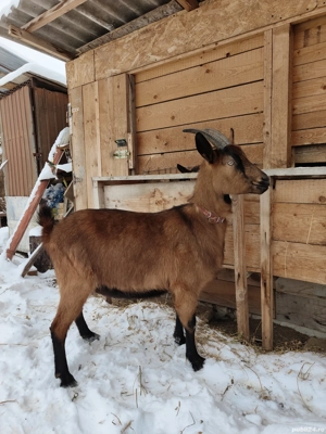 Vând Capră Gestantă Alpin Francez  - imagine 4
