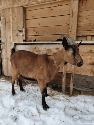 Vând Capră Gestantă Alpin Francez  - imagine 3