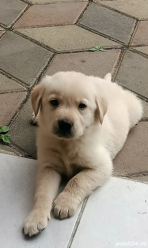 Baietel si Fetita Labrador cu Pedigre FCI - imagine 4