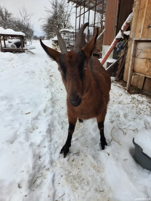 Vând Capră Gestantă Alpin Francez 