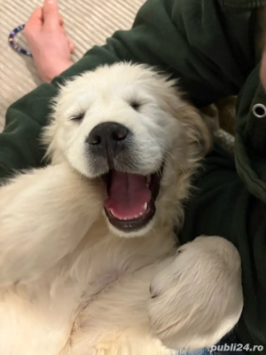 fetiță Golden Retriever - imagine 3