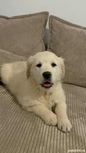 fetiță Golden Retriever