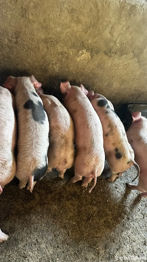 Purcei de vanzare - imagine 2
