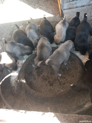 Căței - mama kangal, tată Asia Centrală  - imagine 3