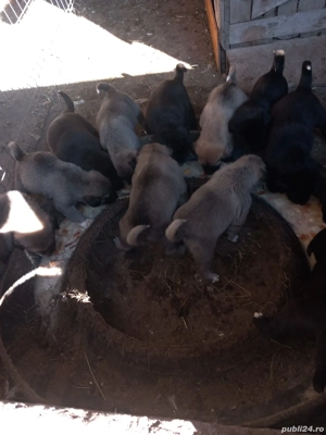 Căței - mama kangal, tată Asia Centrală  - imagine 2