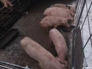 Vând soldani rasă de carne 