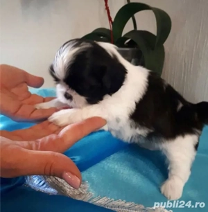 Shih-tzu talie mica - imagine 2