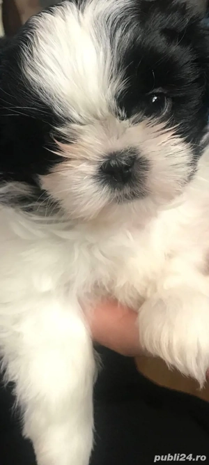 Shih-tzu talie mica - imagine 2