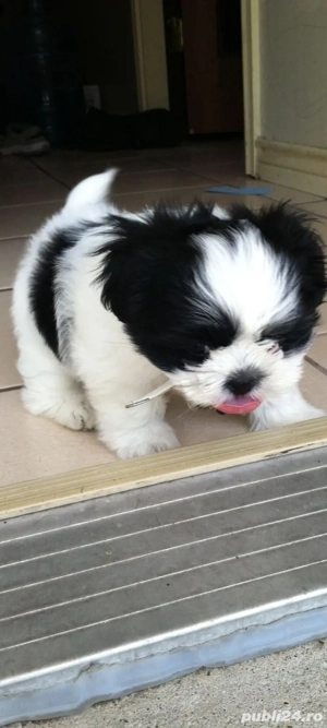 Shih-tzu talie mica