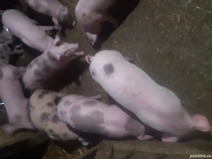 purcei de vanzare - imagine 2