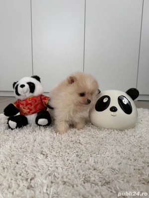 Vând Pomeranian adorabil cu pedigree! 