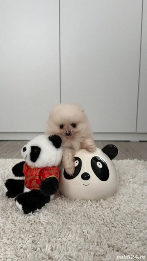 Vând Pomeranian adorabil cu pedigree!  - imagine 5