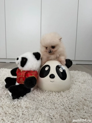 Vând Pomeranian adorabil cu pedigree!  - imagine 2