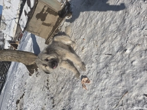 2 catele de vanzare sau schimb cu oi - imagine 2