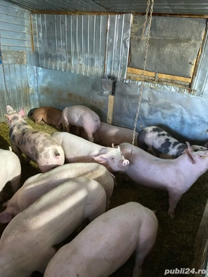 de vanzare purcei   - imagine 5