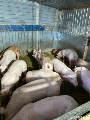 de vanzare purcei   - imagine 4