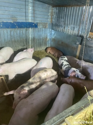 de vanzare purcei   - imagine 3