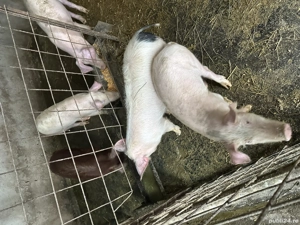 Vând grasuni rasa marele alb - imagine 2