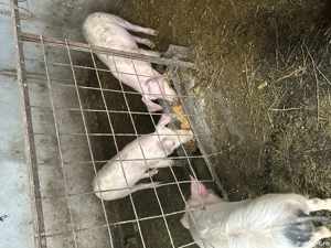 Vând grasuni rasa marele alb - imagine 4