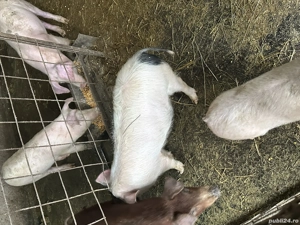 Vând grasuni rasa marele alb - imagine 3