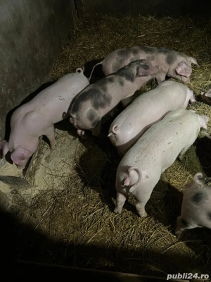 Purcei de vanzare - imagine 4