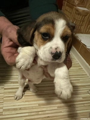 Căței beagle  - imagine 3