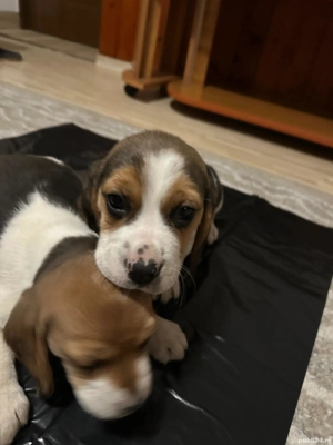 Căței beagle  - imagine 2