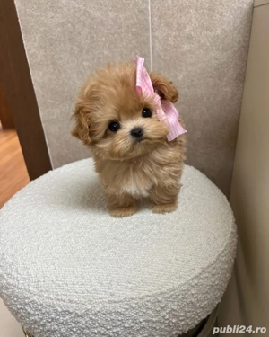 Maltipoo Toy ,Exemplare desoebite !  - imagine 4
