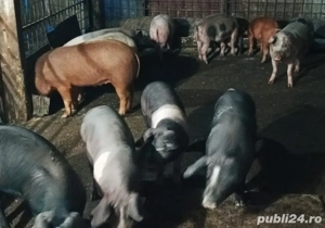 Soldani de vanzare - imagine 4