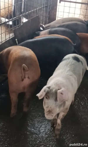 Soldani de vanzare - imagine 2