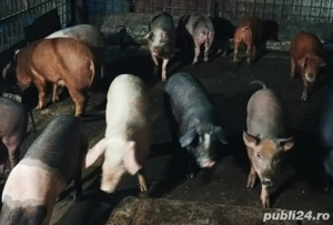 Soldani de vanzare - imagine 3