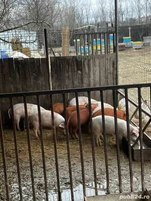 purcei de carne  - imagine 4