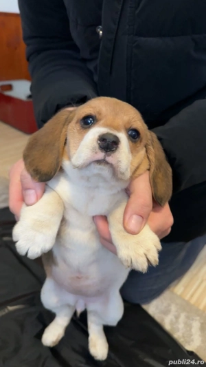 Căței beagle  - imagine 4