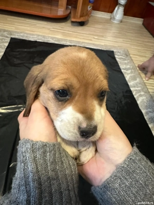 Căței beagle  - imagine 5