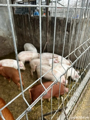 purcei de carne  - imagine 5