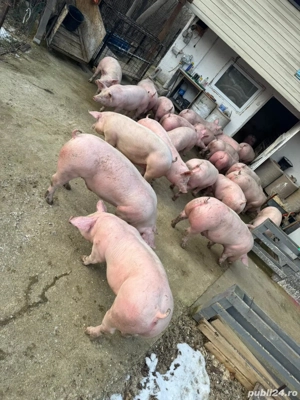 porci de vanzare  - imagine 5